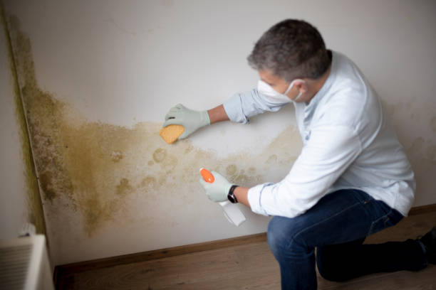 Best Mold Damage Restoration  in Woods Hole, MA